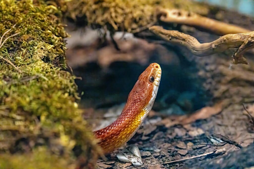 Cuidados Essenciais Com Serpentes Domésticas