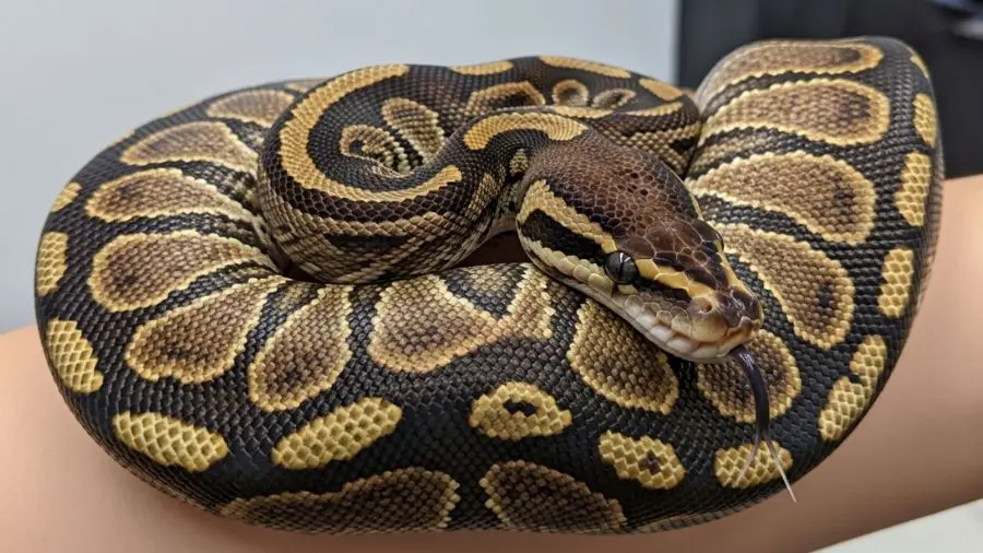 "Animal relaxado no manuseio: corpo com tônus suave, não enrolado em bola, cabeça apoiada sem tensão. É o objetivo de semanas de socialização gradual."