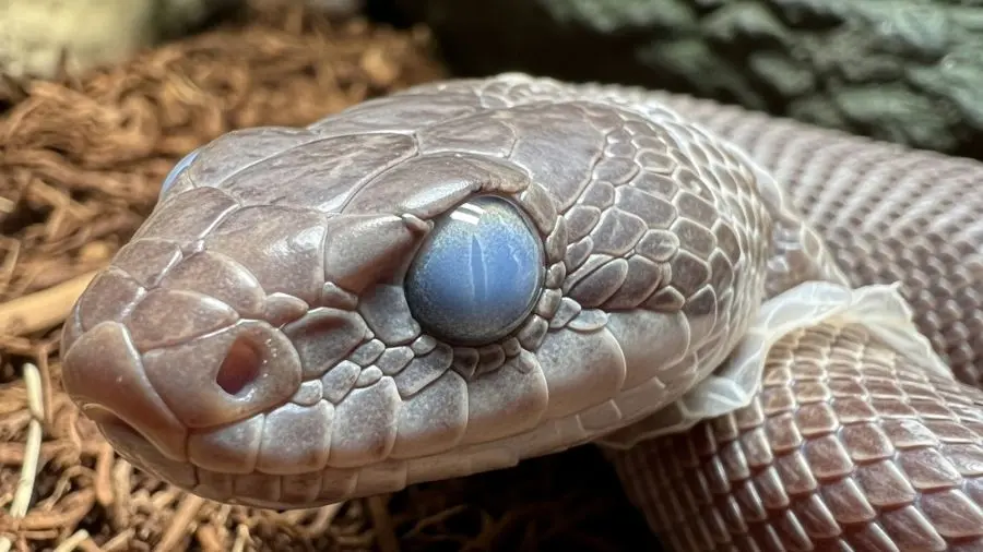 Durante a muda de pele, a visão da serpente fica comprometida — evite qualquer manuseio nesse período.