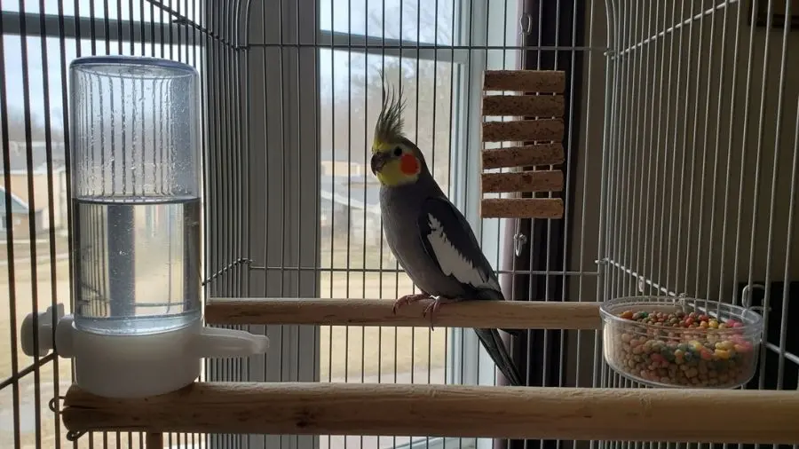 "Gaiola de calopsita com bebedouro de tubo, ração peletizada e osso de siba — setup correto de alimentação"