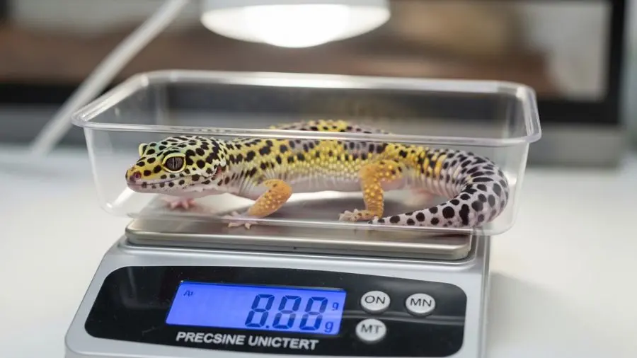 "Gecko leopardo sendo pesado em balança de precisão — monitoramento de peso mensal"