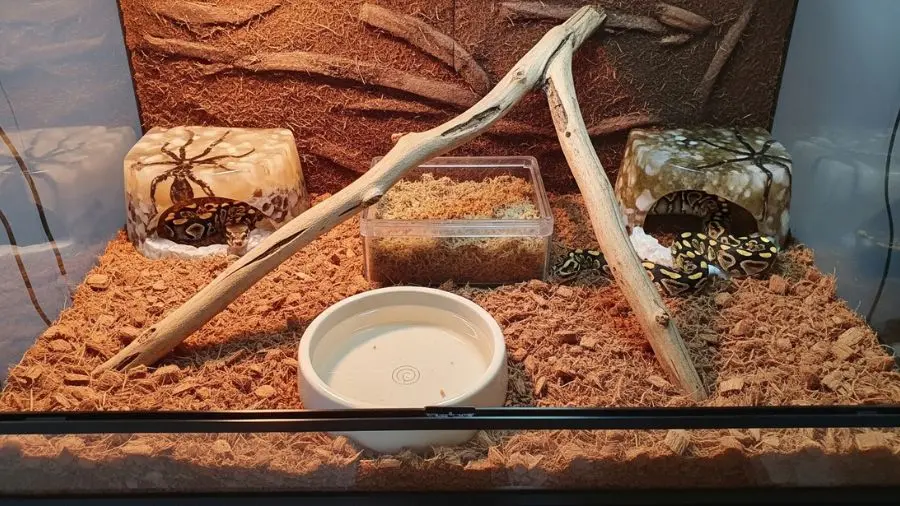 "Terrário completo para ball python com substrato de coco, dois esconderijos, ramo e tigela de água" |