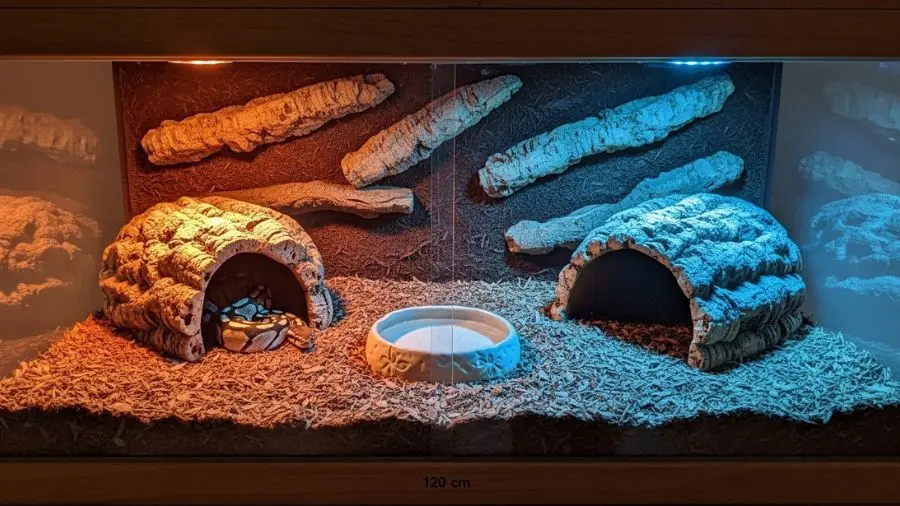 "terrário de ball python em viveiro de madeira 120cm com esconderijos de cortiça nos dois lados substrato de casca de cipreste e gradiente de temperatura"