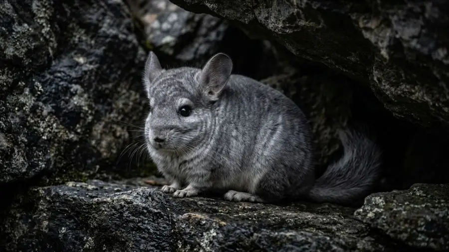 A chinchilla with incredibly soft dense gray fur sitting on a dark rocky surface, large black eyes, dramatic moody lighting, photorealistic, 4k
