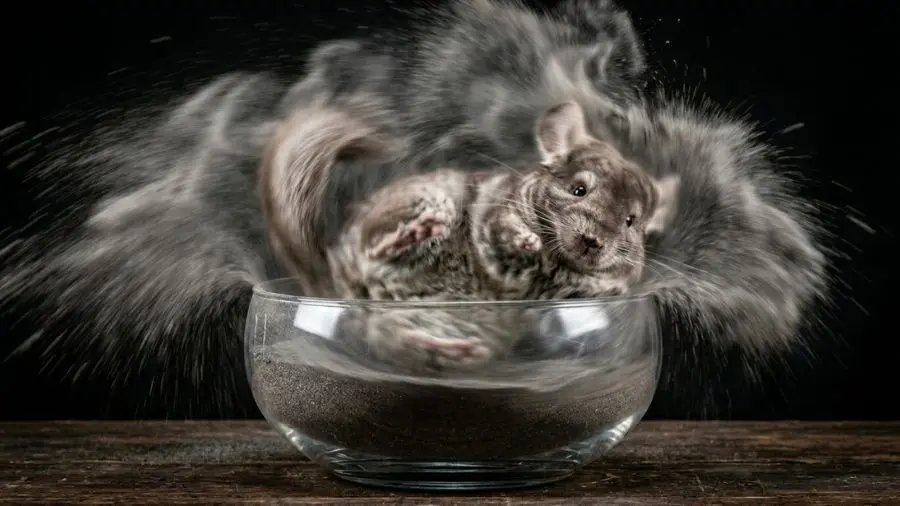 Chinchilla rolling joyfully in fine volcanic sand inside a glass bowl, dust cloud, motion blur, high speed photography, dark background