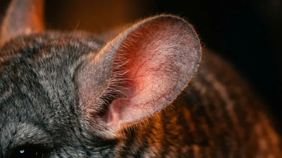 Close-up of chinchilla ears showing red flush, dramatic warm orange lighting contrast, warning concept, macro photography