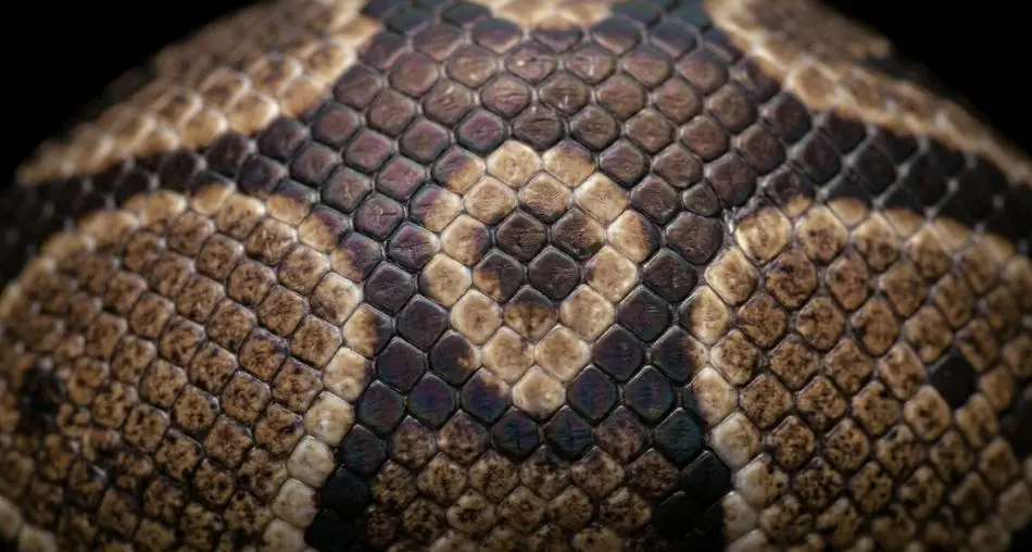 Detalhes das escamas: "Fotografia macro extrema de escamas de píton-bola, mostrando o padrão geométrico e a iridescência da pele, profundidade de campo rasa, fundo preto, destacando o padrão de cores típico da morfologia normal, fotografia de natureza com qualidade de museu"