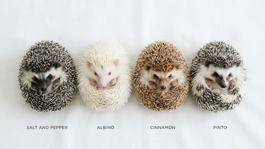 Quatro ouriços-pigmeus africanos com diferentes colorações: salt and pepper, albino, canela e pinto 