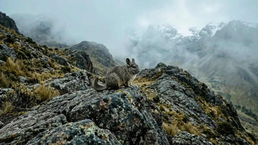 Wild chinchilla on Andes mountain rocks at high altitude, cold misty environment, natural habitat, wide shot, cinematic photography