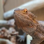 Pogona Vitticeps