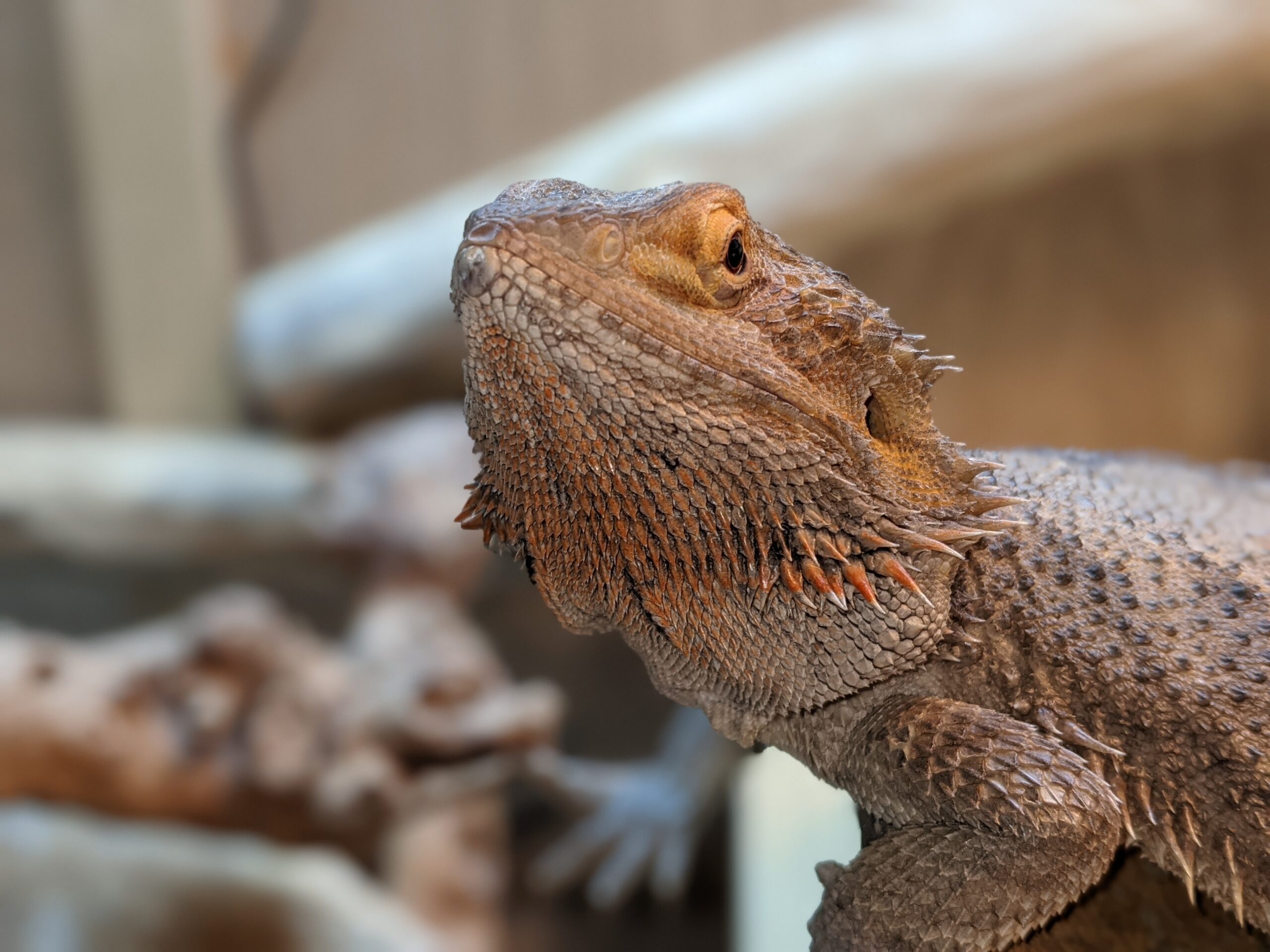 Dragao barbudo (Pogona vitticeps) foto real