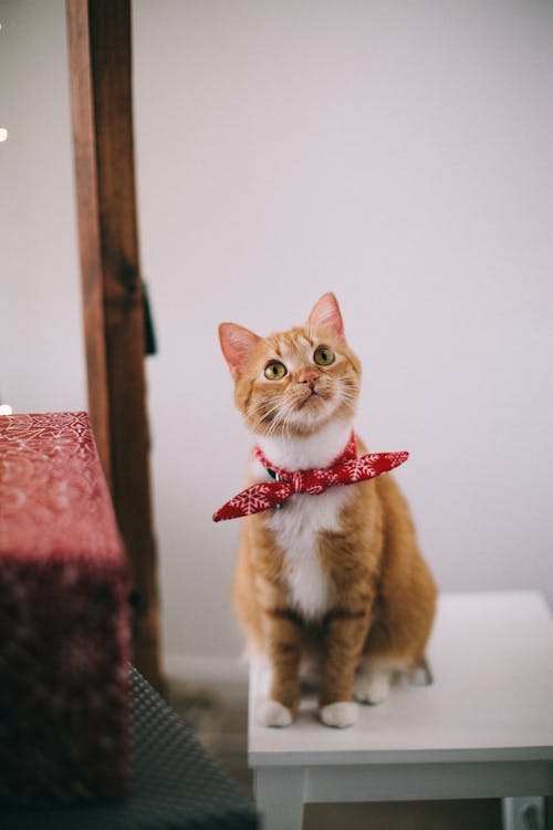 Gato com expressão intensa