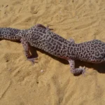 Wild Type (Gecko Leopardo)