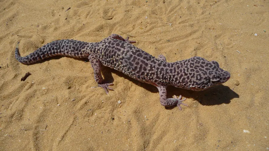 Gecko leopardo (Eublepharis macularius) na areia — animal real em cativeiro