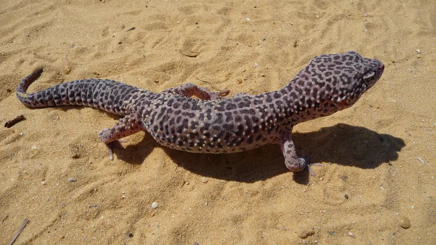 Gecko leopardo morph tangerine laranja em terrário de vidro com substrato correto para iniciantes