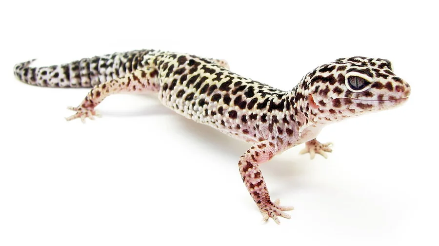 Gecko leopardo saudável em terrário bem montado com esconderijos, plantas e gradiente térmico correto