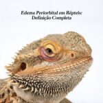 Edema Periorbital Em Répteis
