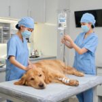 Erliquiose Canina