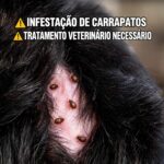 Infestacao Por Carrapatos