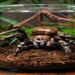 Substrato Para Tarantula