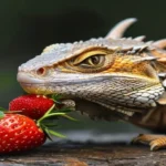 Frutas Permitidas