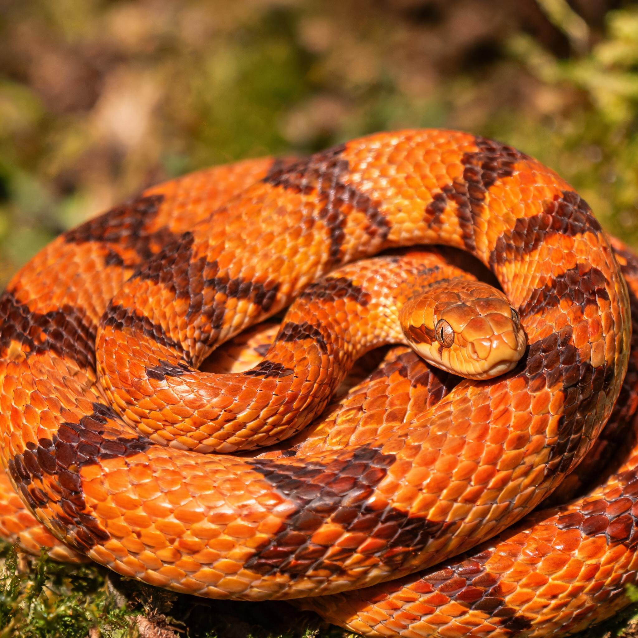corn snake beautiful colors close up