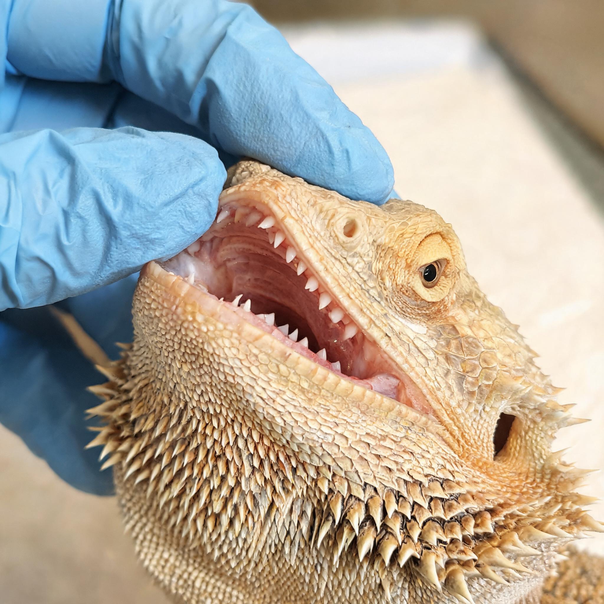 bearded dragon mouth examination dental