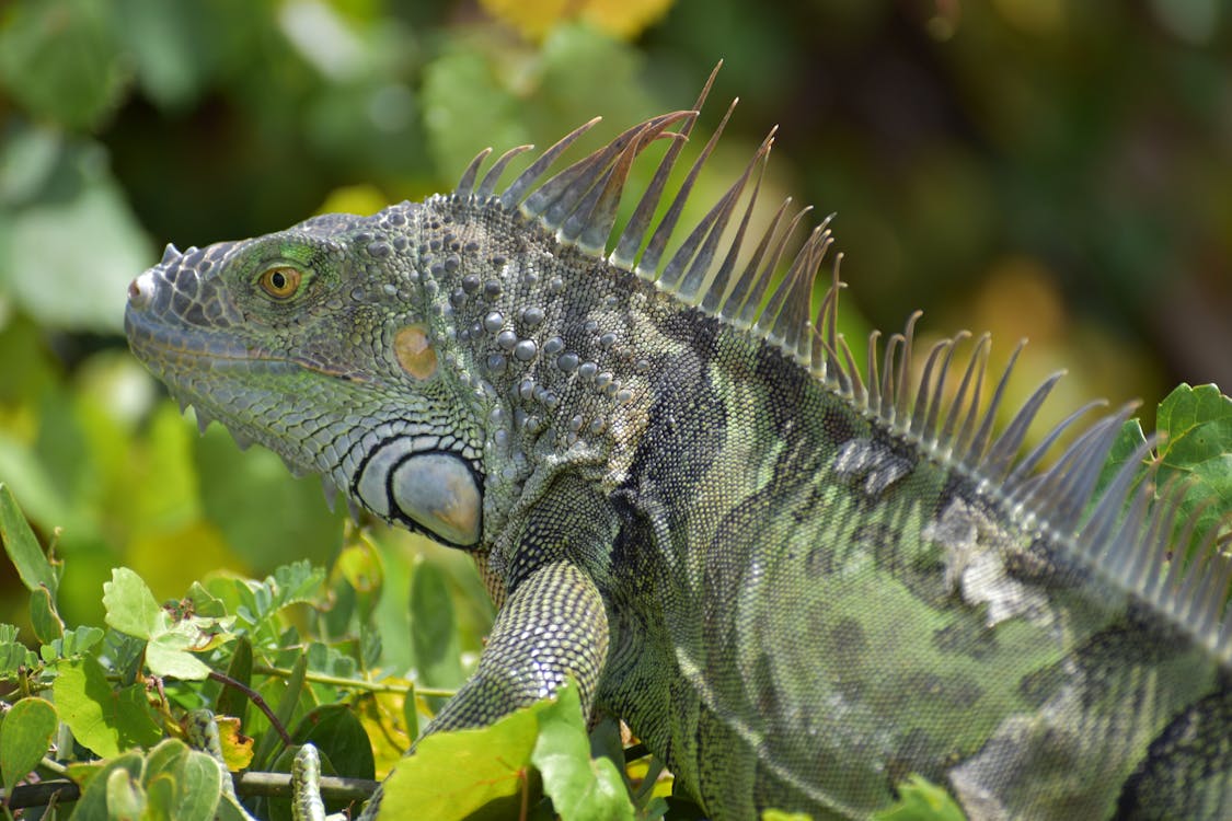 Iguana verde a alimentar-se de folhas verdes frescas