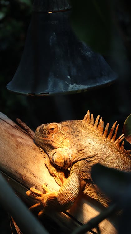 Iguana verde adulta num viveiro com iluminação UVB adequada