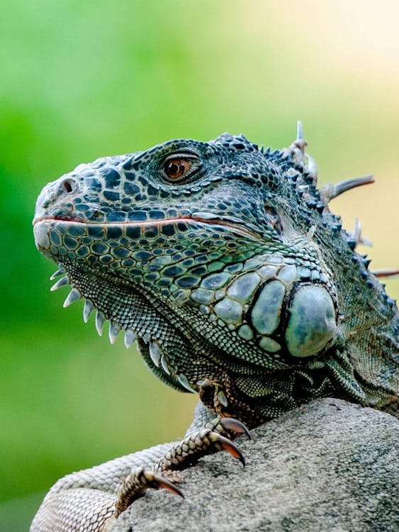 Iguana verde saudável mostrando cor vibrante e escamas brilhantes