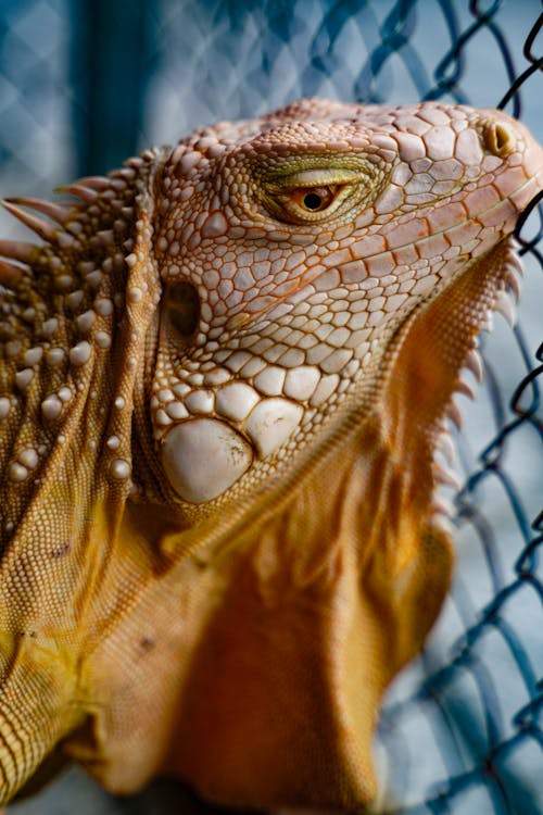Terrário espaçoso para iguana verde com zona de basking e plantas